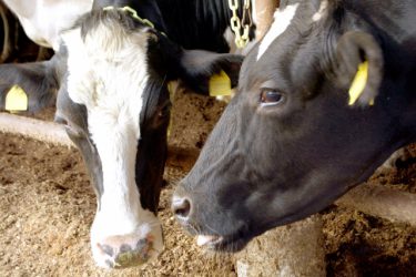 「被ばく牛は原発事故の生きた証」「誰かを捨てて、蹴飛ばして、今の平和や繁栄がある。それでいいのか、問い続けたい」　福島県浪江町・希望の牧場　吉沢さん